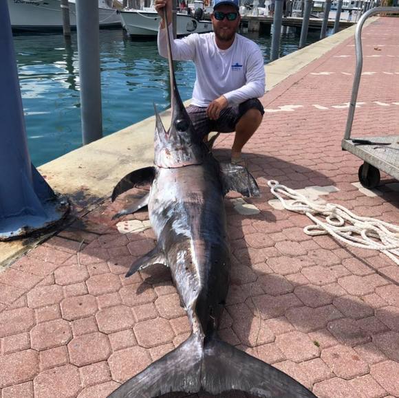 Meet your Posher, Rudi - Picture 1 of 1